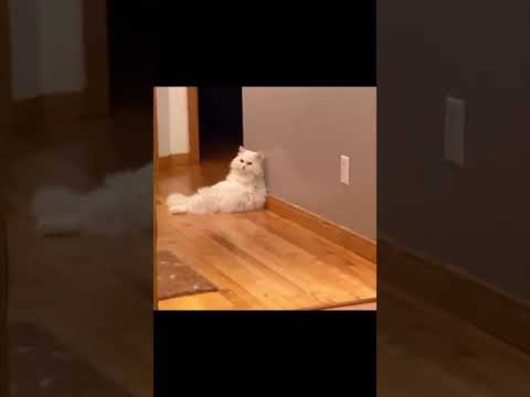 Cats hate Sharon! #cat