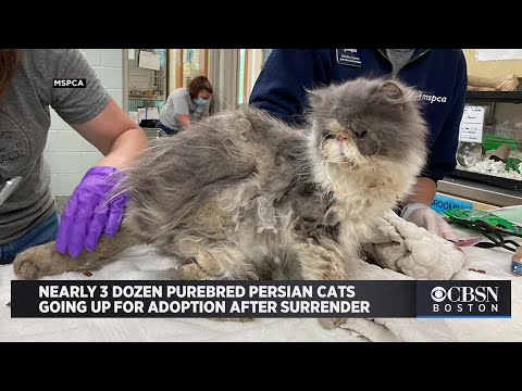 Nearly 3 Dozen Purebred Persian Cats Going Up For Adoption After Surrender