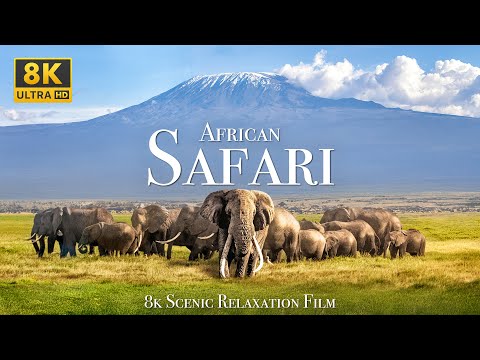 African Safari 8K - Scenic Wildlife Film With African Music