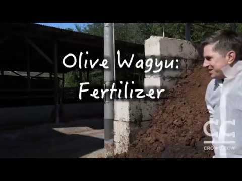 Olive Wagyu Fertilizer