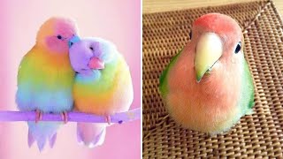 Smart And Funny Parrots Parrot Talking Videos Compilation (2024) - Cute Birds #2