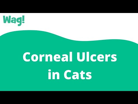 Corneal Ulcers in Cats | Wag!
