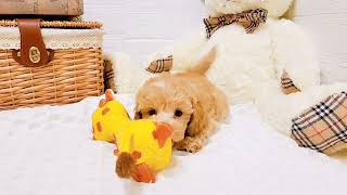 ハーフ犬の動画01