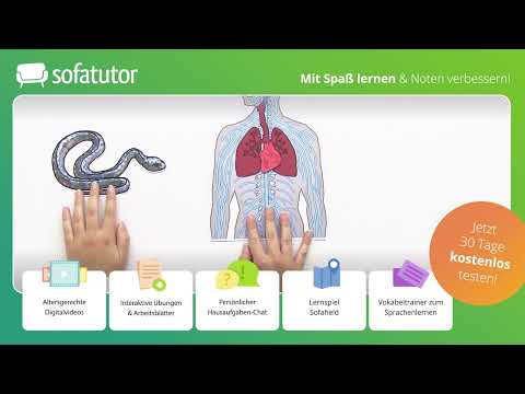 Zentrales und peripheres Nervensystem einfach erklärt – Biologie 7. - 10. Klasse