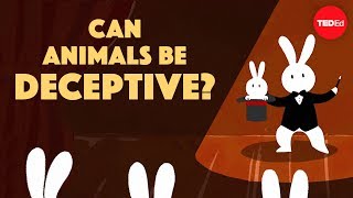 Can animals be deceptive? - Eldridge Adams