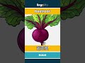 beetroot - 甜菜根 video thumbnail