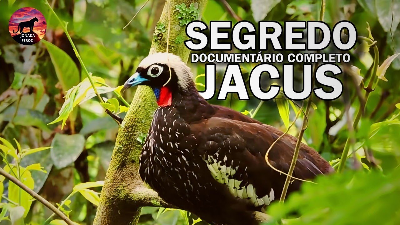 WILD GUARDIANS | The Secret Life of the Jacus | Animal Documentary