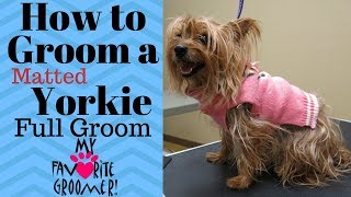 How to Groom a Yorkie Matted