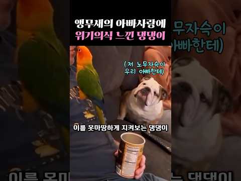 앵무새의 아빠사랑에 위기의식 느낀 댕댕이ㅋㅋ