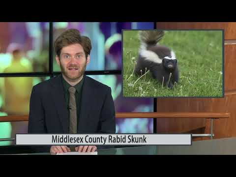 Middlesex County Rabid Skunk