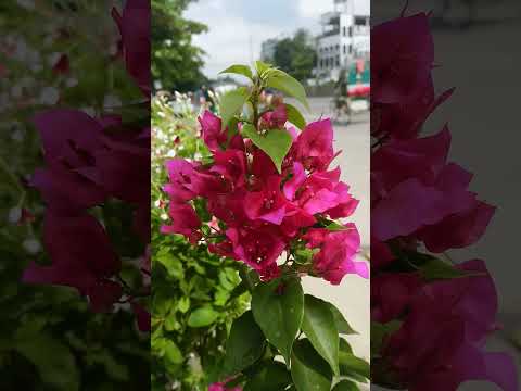 #amazing #shorts #video #viral