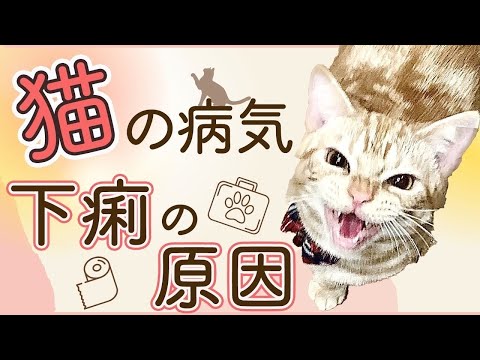 猫の腹痛:原因と解決策