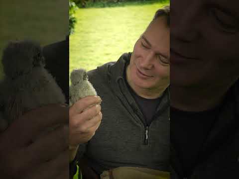 RIP Jeff, a male kestrel I helped to raise #kestrel #jeffandjenny #wildlives #robertefuller