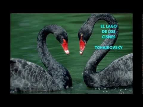 el lago de los cisnes musica clasica Tchaikovsky