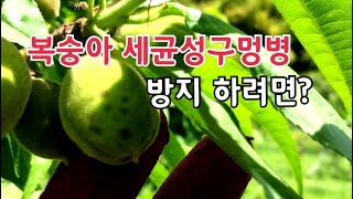 복숭아 세균성 구멍병 잿빛무늬병 발병 원인과 대책
