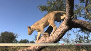 preview picture of video 'Lions morning walk HD at Tshukudu Hoedspruit - South Africa Travel Channel 24 - Wildlife'
