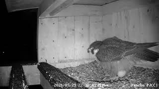 Peregrine Falcons laying first egg this year at Montreal's Honoré Mercier Bridge