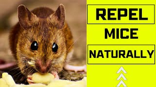 How To Get Rid Of Rats And Mice Permanently And Naturally