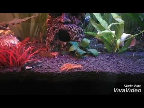 Cpo Krebs Fütterung