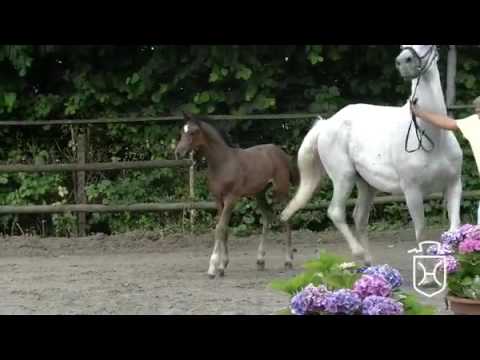 VID 20161013 WA00021Fohlenprinirung 2016