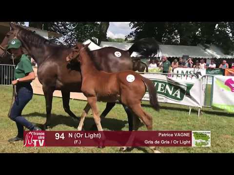 Sprinter Sacré Show 2018 : Lot 94 - N (Or Light)