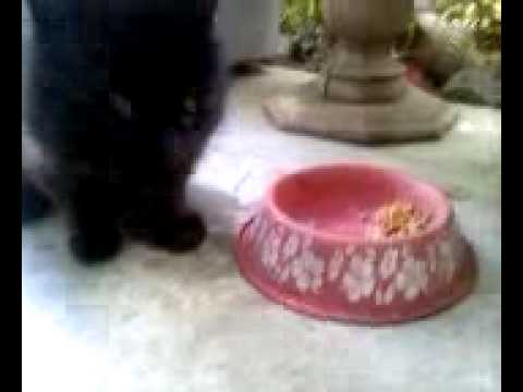 toothless cat find a new way to get his food