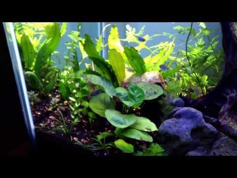 3rd Tiger Lotus bulb growth, 2 propagated Java Ferns, 1 dozen new Tetras