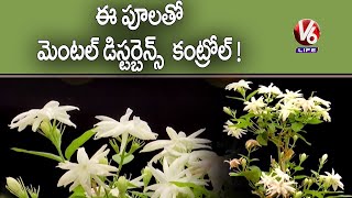 Jasmine Plants Control Mental Disturbance In Home | Inti Mokkalu  | V6 LIFE