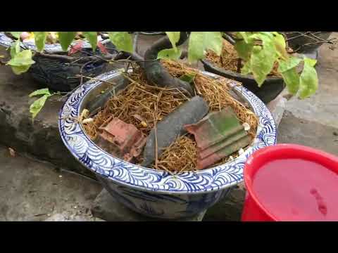 Tổng hợp các bước chăm sóc phục hồi cây mai vàng sau khi chơi Tết