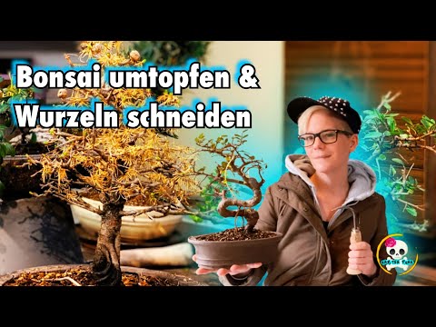 Bonsai selber machen / Bonsai umtopfen & Wurzeln schneiden | Lärche , Ulme und Co. umtopfen