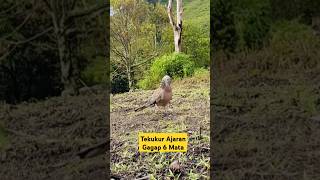 Download lagu Suara Burung Tekukur Gagap 6 Kali #terkukurmania #burung #tekukursultan #perkutut #derkukur #tekukur mp3 Download lagu Suara Burung Tekukur Gagap 6 Kali #terkukurmania #burung #tekukursultan #perkutut #derkukur #tekukur mp3