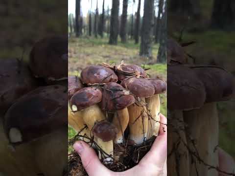 Неймовірна сімейка білих грибів 😱🍄‍🟫