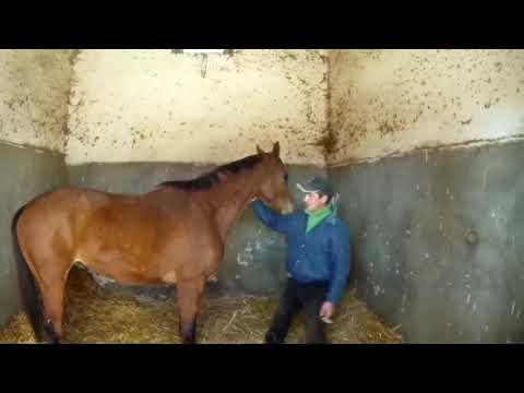 2° puntata: aspettando il 2019, intervista al trainer Cosimo Congiu, da Balentia Doc a Groom Tesse