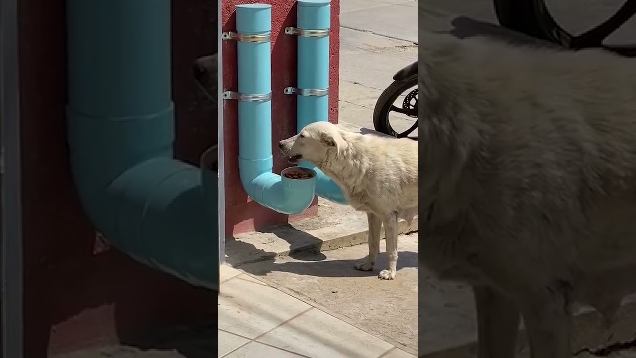 Man Creates Food And Water Dispensers For Stray Dogs From PVC Pipes