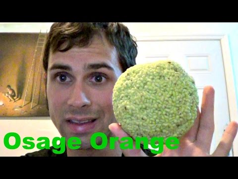 Wie isst man eine Milchorange (Maclura pomifera)? - Weird Fruit Explorer Ep. 119