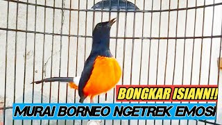 Download lagu KETREKAN MURAI BORNEO EMOSI & BONGKAR MATERI mp3 Download lagu KETREKAN MURAI BORNEO EMOSI & BONGKAR MATERI mp3