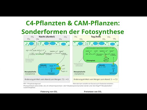 Sonderformen der Fotosynthese: C4-Pflanzen & CAM-Pflanzen