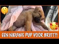 Curaçao #4 - NEEMT BRITT EEN PUPPY MEE? | DierenpraatTV