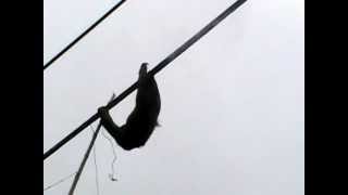 preview picture of video 'Costa Rica 3-toed Sloth Rescue'