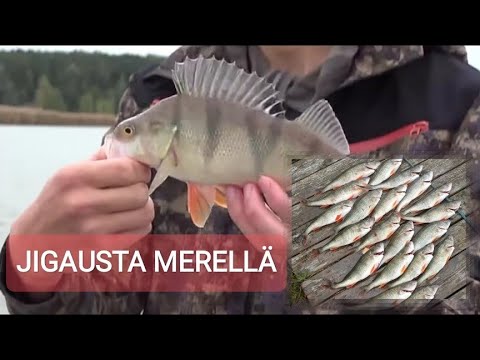 AHVENEN JIGAUSTA SYKSYISESSÄ SAARISTOSSA