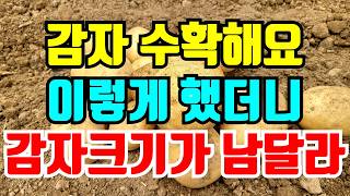 감자 수확했어요. 올해 이렇게 했더니 감자 크기가 엄청 납니다.