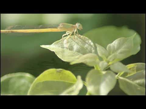 NATURE'S WISDOM - CINEMATIC - ARYAN PATHAK