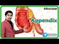 Animated Gross anatomy of Appendix: Position, Blood supply, Venous drainage, Nerve supply, Histology