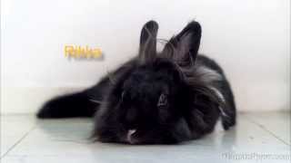 Yui loves to groom Rikka but demands attention afterwards! (*^o^*)