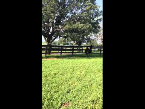 Dragonsmeade Dark 'N Stormy, Nick