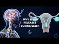 Why Sperm Releases During Sleep | Nocturnal Emission Explained 3D Medical Animation Anatomy