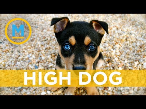 download lagu mp3 mp4 Why Does My Dog Eat Weeds, download lagu Why Does My Dog Eat Weeds gratis, unduh video klip Why Does My Dog Eat Weeds
