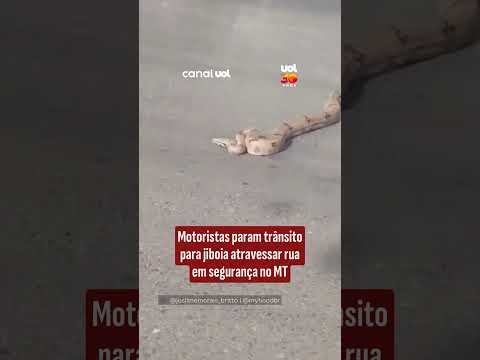 Motoristas param trânsito para jiboia atravessar rua em segurança no MT