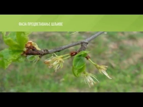 Zelena prognoza, 12.4.2016. -  O štetočinama u zasadima šljiva