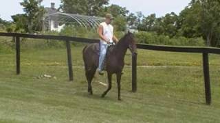 preview picture of video 'Rocky Mountain Gelding, will make a great trail horse'